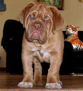 chien de races, molosses, dogues de Bordeaux, elevage de dogues
