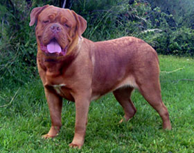 nostalgie de france, elevage de dogues de Bordeaux, chiens de race , Mme Chichkina leveur de Dogues