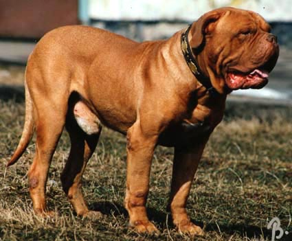nostalgie de france, elevage de dogues de Bordeaux, chiens de race , Mme Chihkina eleveur de Dogues