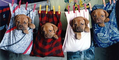 nostalgie de france, elevage de dogues de Bordeaux, chiens de race , Mme Chihkina eleveur de Dogues