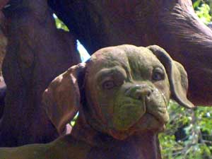 Nostalgie de France, Dogues de Bordeaux kennel, breeder Mrs Shishkina