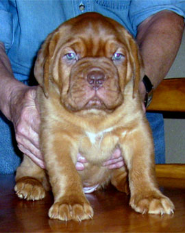 chien de races, molosses, dogues de Bordeaux, elevage de dogues