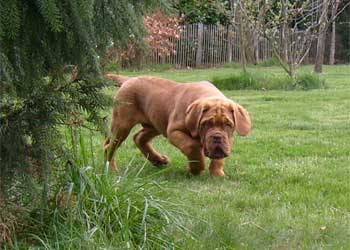 chien de races, molosses, dogues de Bordeaux, elevage de dogues